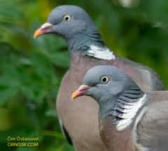 Imported Wood Pigeons for sale