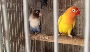 blue and yellow lovebirds pair