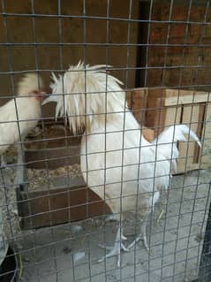 beautiful white polish male ring bird for sale