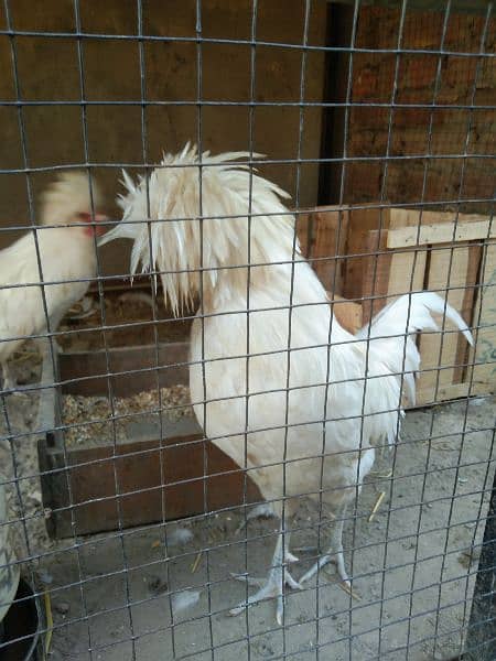 beautiful white polish male ring bird for sale 0