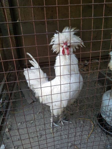 beautiful white polish male ring bird for sale 2