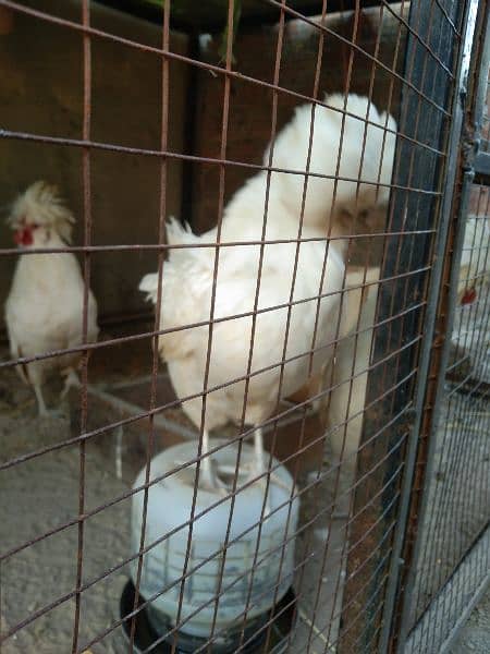 beautiful white polish male ring bird for sale 3