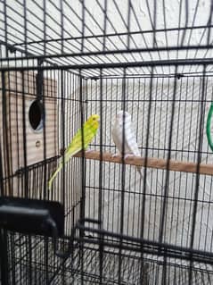 budgie for sale