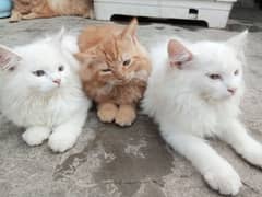 Persian Cat Kitten's