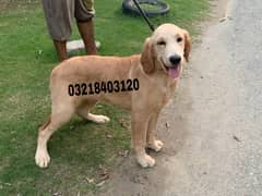 Golden retriever pedigreed imported  puppies  vaccinated and dewormed