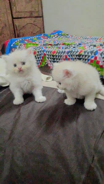 Persian triple coated kitten 1