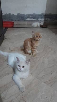 Persian breed 4 months 0