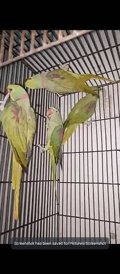 Raw breeder Parrots 1 pair price 40 thosand