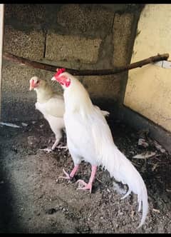 paper white aseel eggs available 0