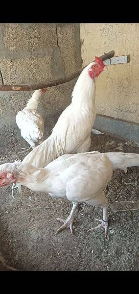 paper white aseel eggs available 2