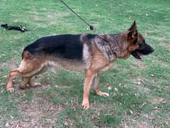 *German shepherd adult king size male
available for sale 
Confirm stud 0