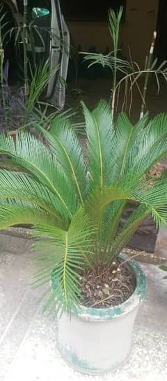 Healthy Kangi Palm Plant - Perfect for Indoor & Outdoor Decor