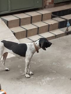 English Pointer 0