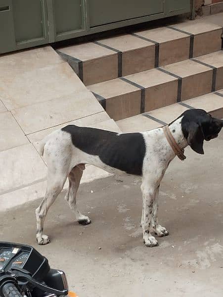 English Pointer 1