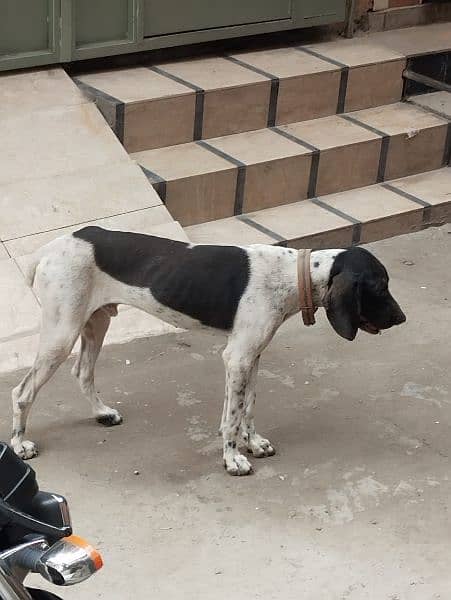 English Pointer 2