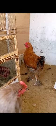 white golden and blue buff chick n  male   for sel 03150226967