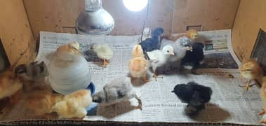 RIR chicks-blue buff-blue heavy cochin-fancy hen-aseel chicks