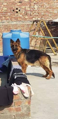 german shepherd long coat female near heat