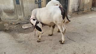 My Sweet Cows for sale