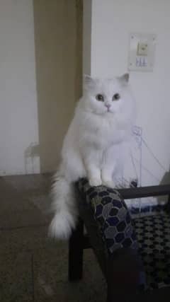 persian cat Available 0