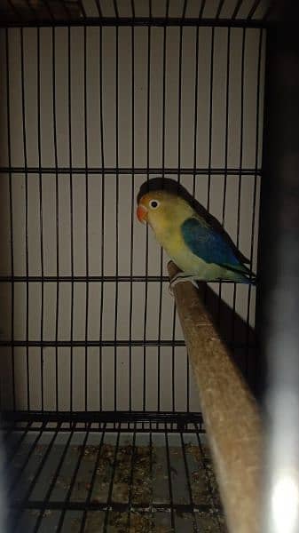 1 year age love birds sale 3