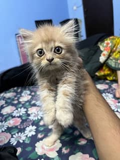 triple coat 5 week old persian kitten