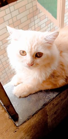 Persian cat male