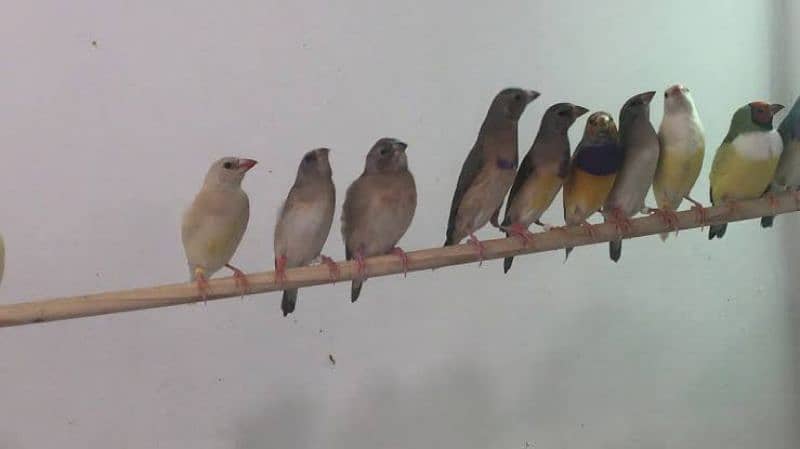 Gouldian Finch Pathy Blue Gouldian Chicks 0