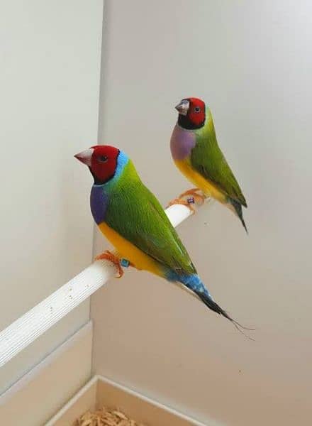 Gouldian Finch Pathy Blue Gouldian Chicks 1