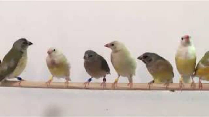 Gouldian Finch Pathy Blue Gouldian Chicks 2