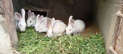 Red Eyes Rabbits ( home breed )