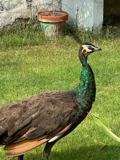 Peacock for sale Emerald Spaulding Bread