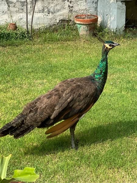 Peacock for sale Emerald Spaulding Bread 1