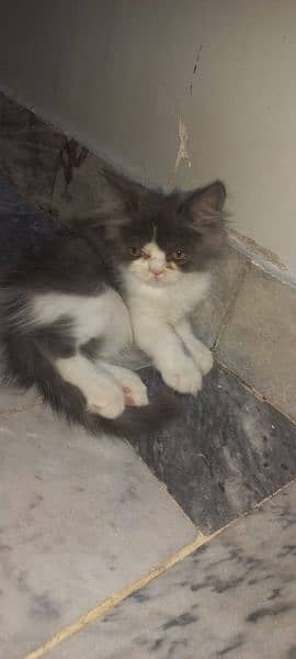 Pure Persian Male and Female Kitten 2