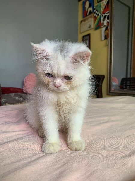 Pure Persian Male and Female Kitten 7