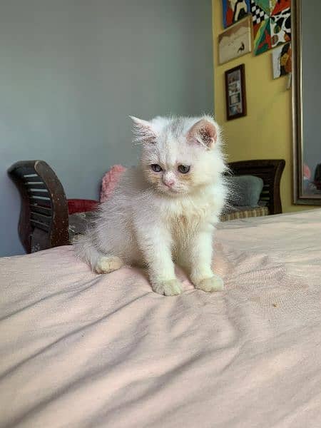 Pure Persian Male and Female Kitten 8