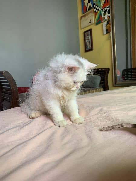 Pure Persian Male and Female Kitten 9