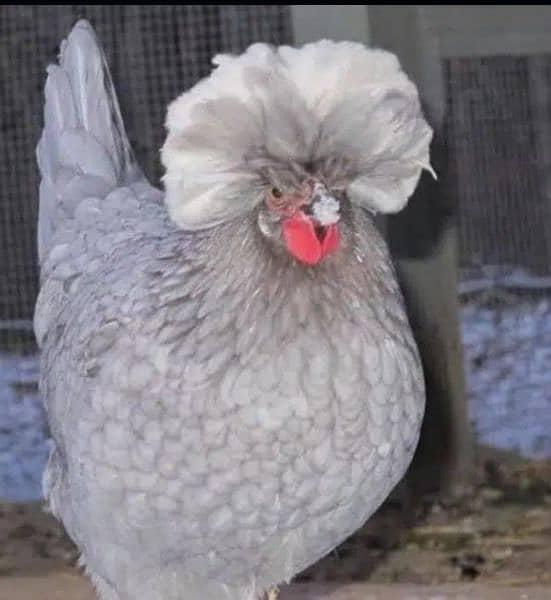 Buff Polish and golden heavy buff chicks available 3