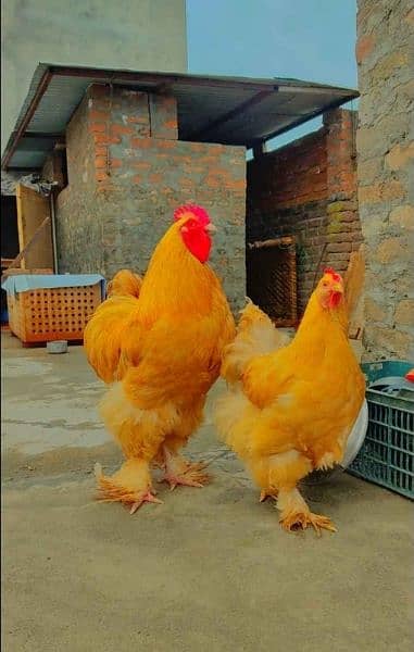 Buff Polish and golden heavy buff chicks available 5