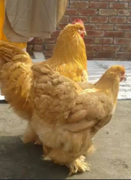 Buff Polish and golden heavy buff chicks available 6