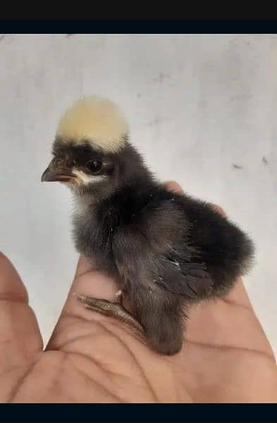 Buff Polish and golden heavy buff chicks available 9