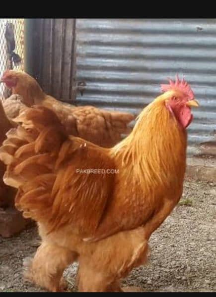 Buff Polish and golden heavy buff chicks available 10