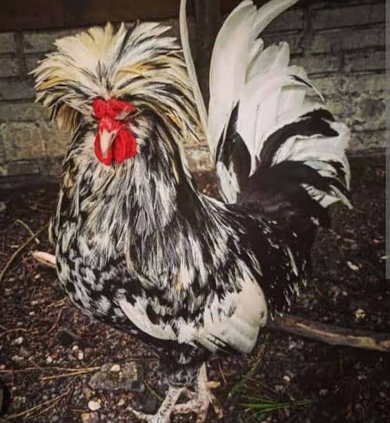 Buff Polish and golden heavy buff chicks available 11