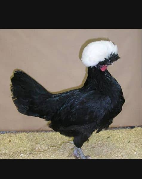 Buff Polish and golden heavy buff chicks available 15