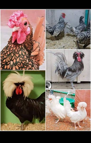 Buff Polish and golden heavy buff chicks available 16