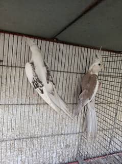 pair  ready ro breed