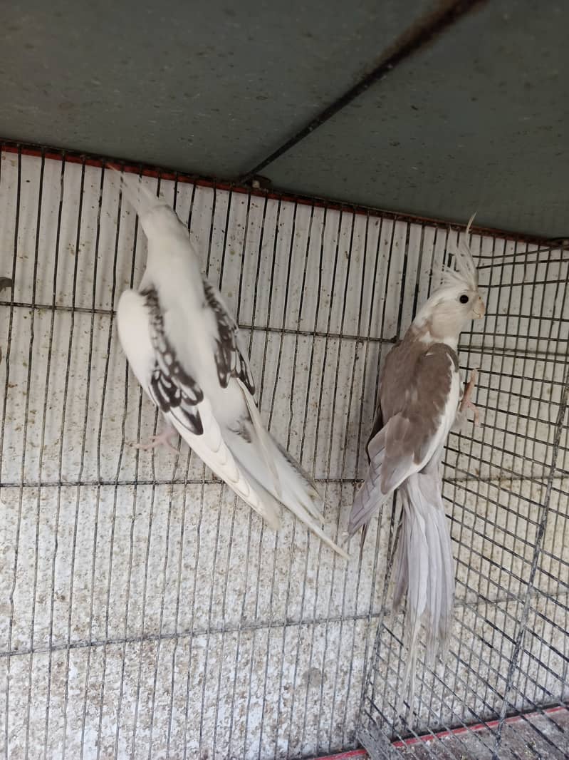 pair  ready ro breed 0