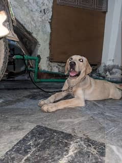 Labrador