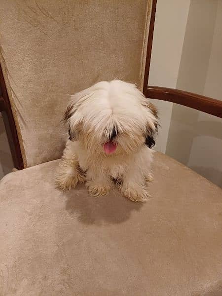 shih tzu pupp just for exchange not for sale 3