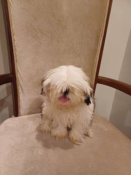 shih tzu pupp just for exchange not for sale 5